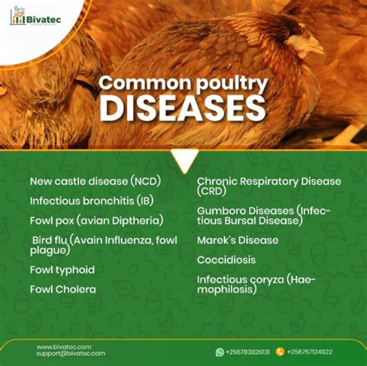 Free Poultry Medicine List PDF: Essential Veterinary Care Guide