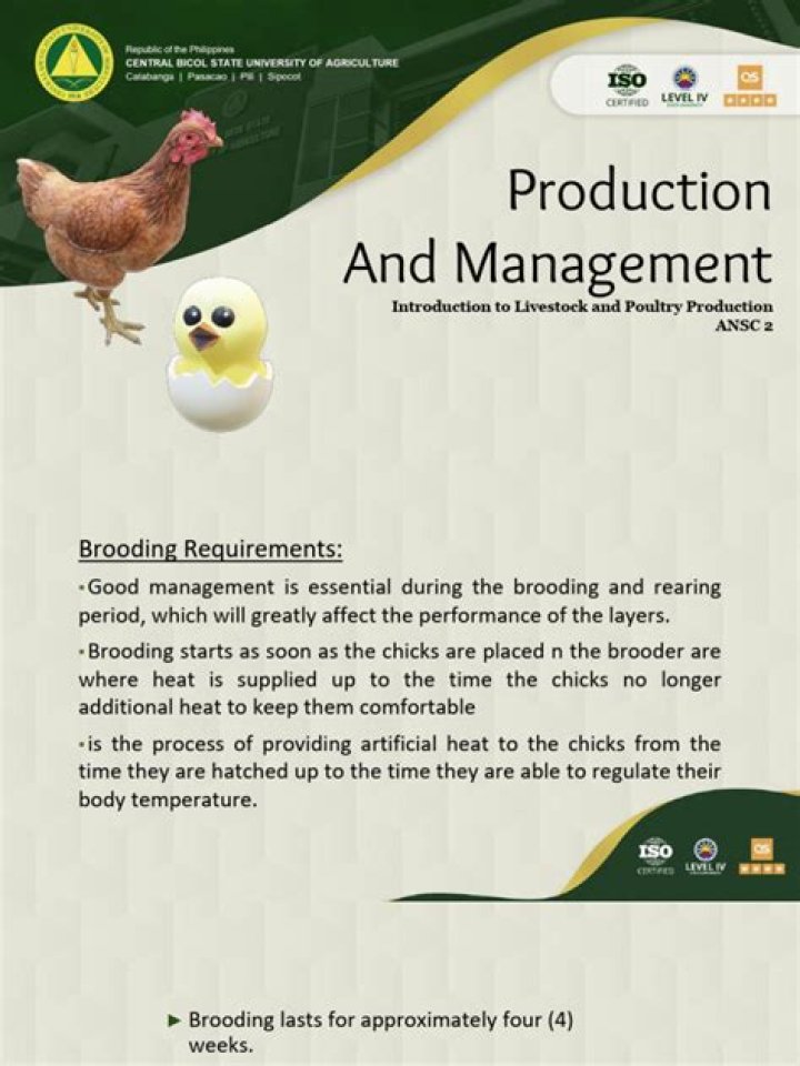 Poultry Production and Management PDF Guide: Expert Tips & Best Practices