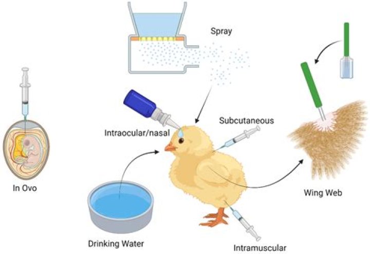 Complete Poultry Vaccines List PDF – Essential Guide for Healthy Flocks