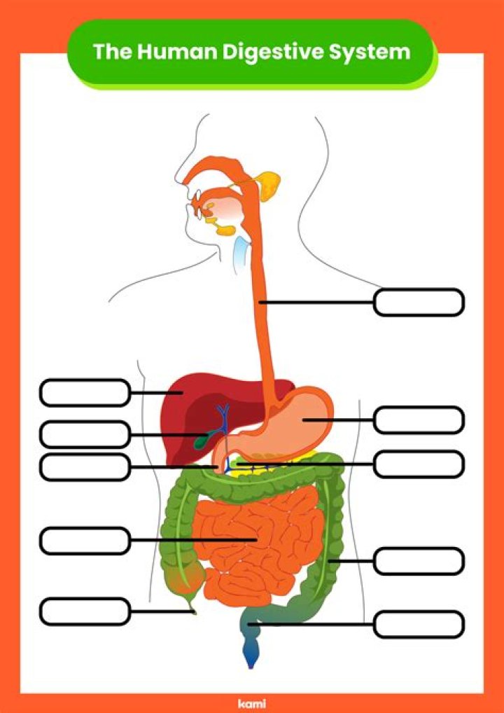 Printable Digestive System Worksheet PDF – Learn Anatomy at Home