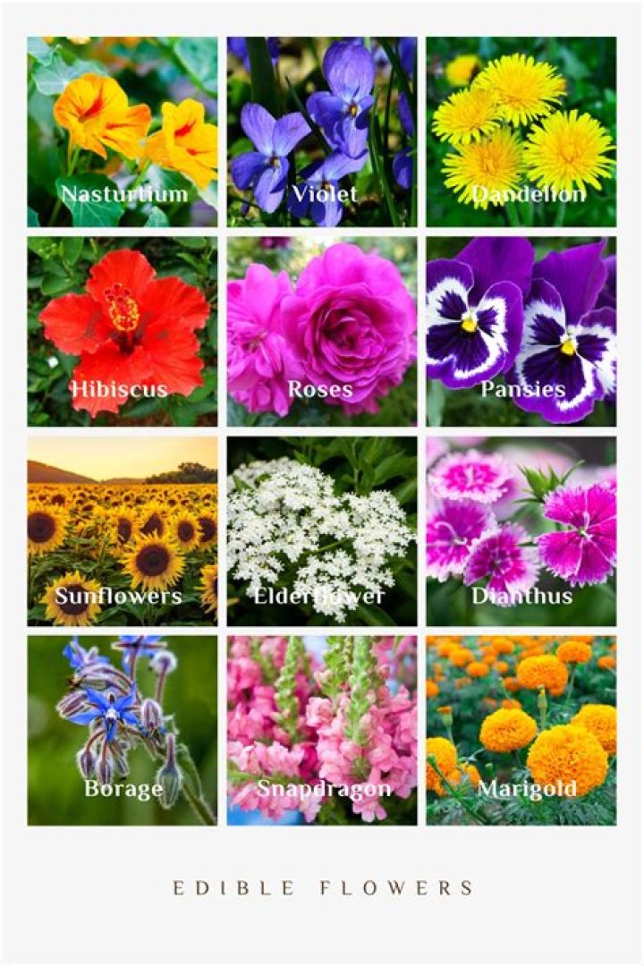 Printable Edible Plants List with Pictures PDF – Easy Guide