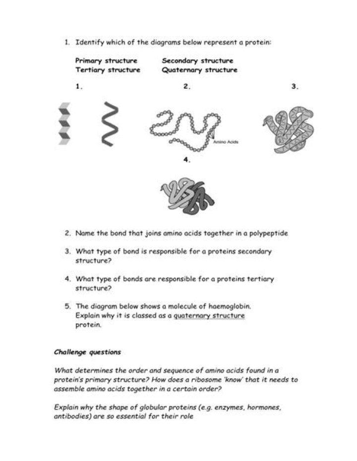 Protein Structure Questions & Answers PDF: Expert Guide