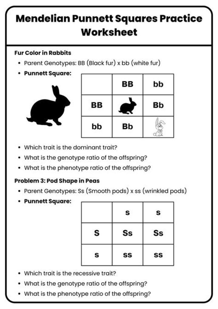 Punnett Square Practice Worksheet for Middle School PDF – Printable & Easy-to-Use