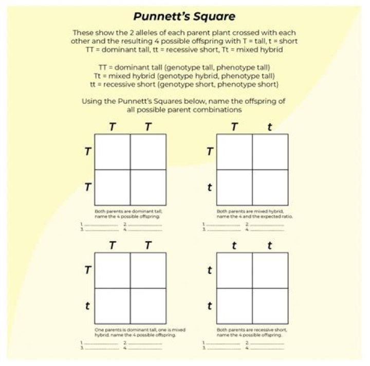 Punnett Square Questions PDF: Learn with Easy Genetics Practice