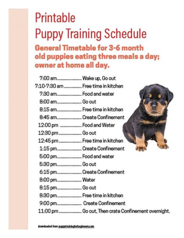 Puppy Training Plan PDF: Step-by-Step Guide to Raising a Well-Behaved Puppy