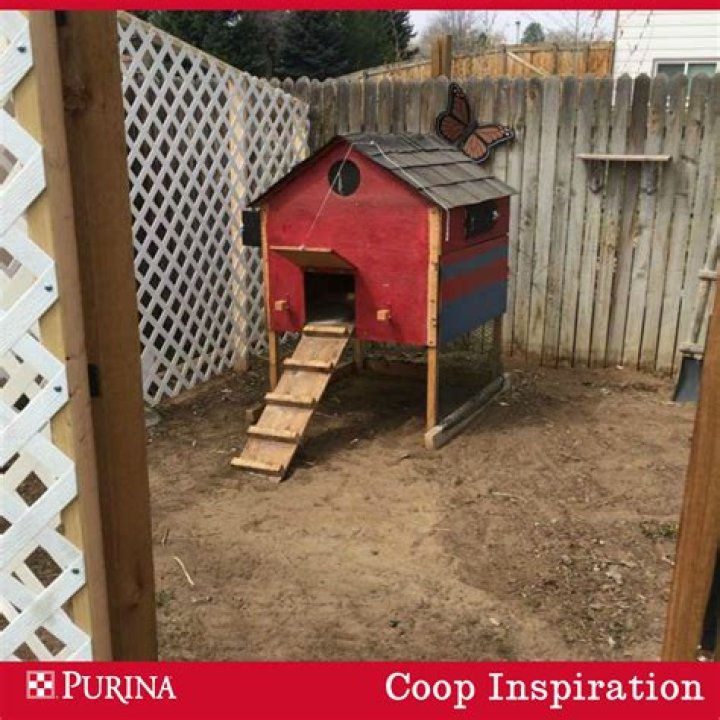 Download Purina Chicken Coop Plans PDF – Full Design & Assembly Guide
