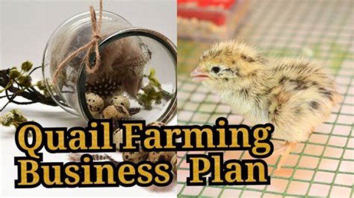 Complete Quail Business Plan PDF: Start & Grow Your Poultry Venture