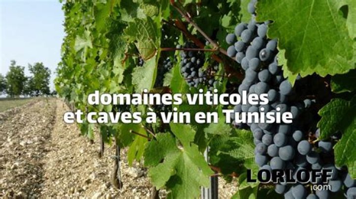 Quelle est la production de vin en Tunisie?