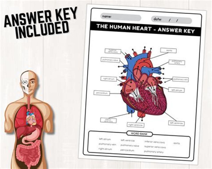 Questions and Answers About the Human Heart: A Complete PDF Guide