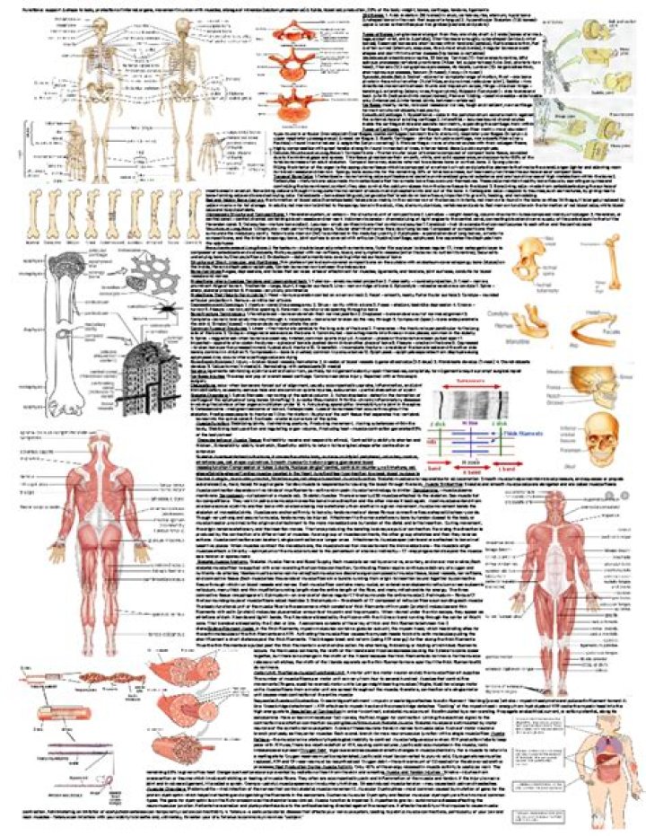 Digestive System Questions in Anatomy & Physiology: Essential PDF Guide