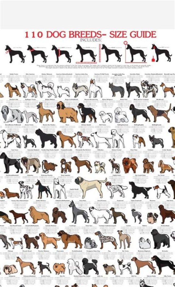 Rabbit Breed List with Pictures PDF – Complete Guide