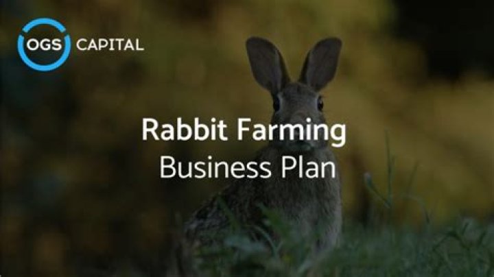 Rabbit Farming Business Plan PDF Download – Start Your Profitable Venture