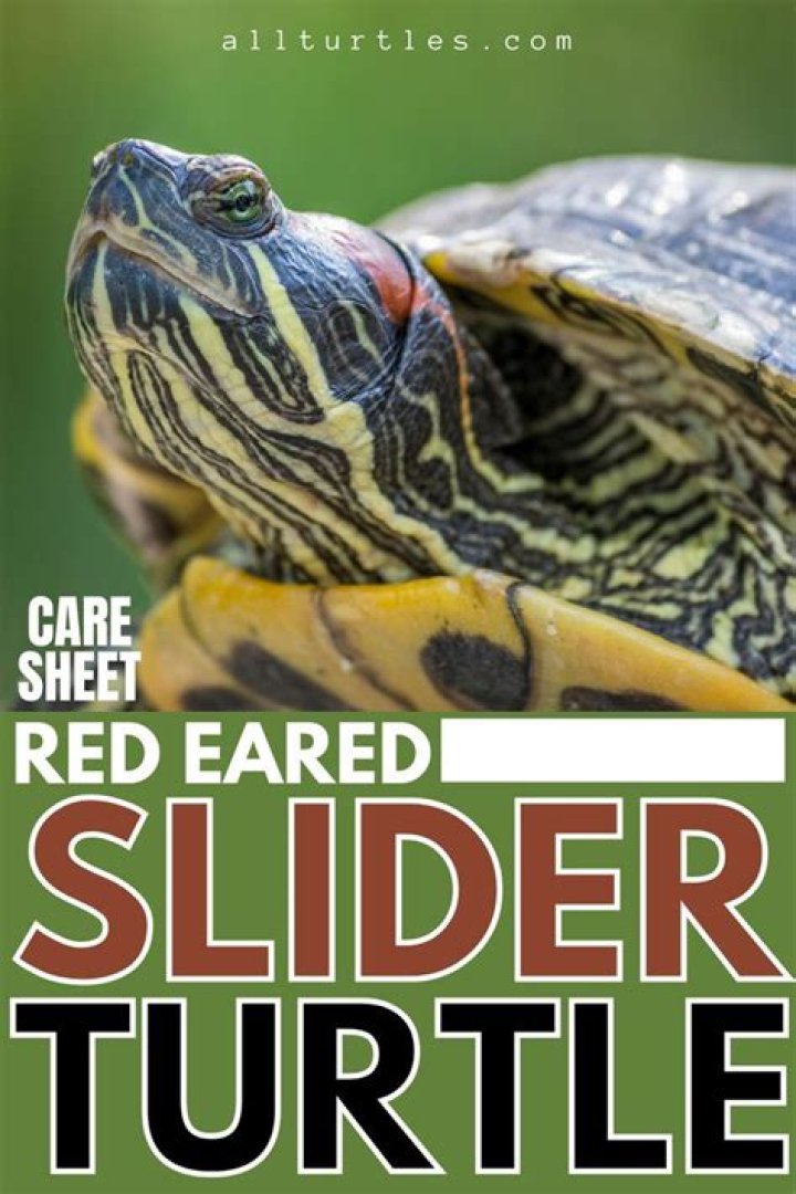 Red-Eared Slider Care Sheet PDF: Essential Guide for Pet Owners