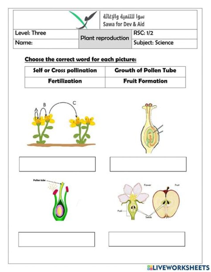 Reproduction in Plants Worksheet PDF for Easy Learning