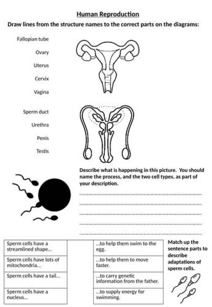 Reproduction Worksheet PDF for Easy Planning & Tracking