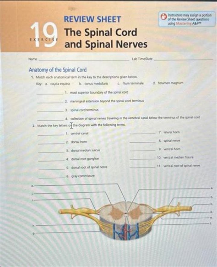 Review Sheet: 15 Spinal Cord and Spinal Nerves – PDF Guide