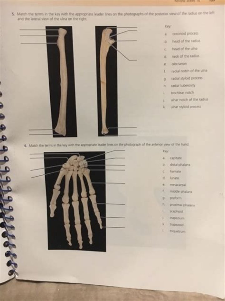 Appendicular Skeleton Review Sheet Exercise 10 Answer Key PDF