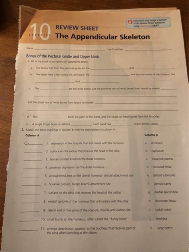 Appendicular Skeleton Review Sheet Exercise 9 Answer Key PDF