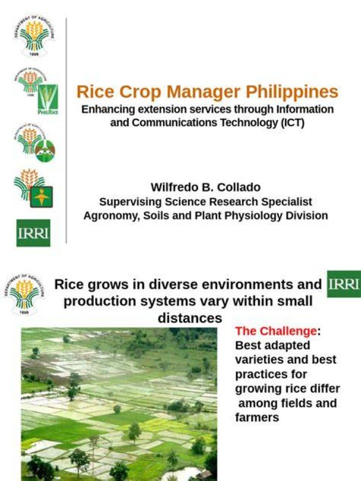 Rice Crop Manager PDF: Optimize Harvest & Yield