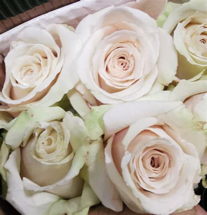Rose Sahara Standard Rose Roses Flowers by category Sierra