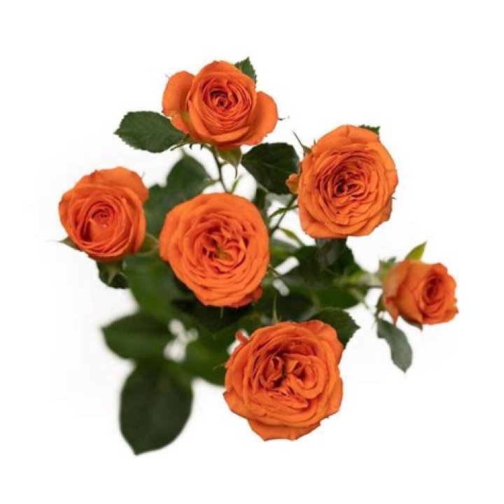 SAHARA++ROSE++50CM Pale Orange, Orange Roses, Floral Wedding, Wedding