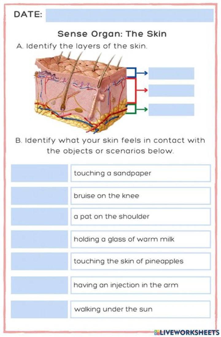 Science from Scratch: Anatomy of the Skin Answer Key PDF