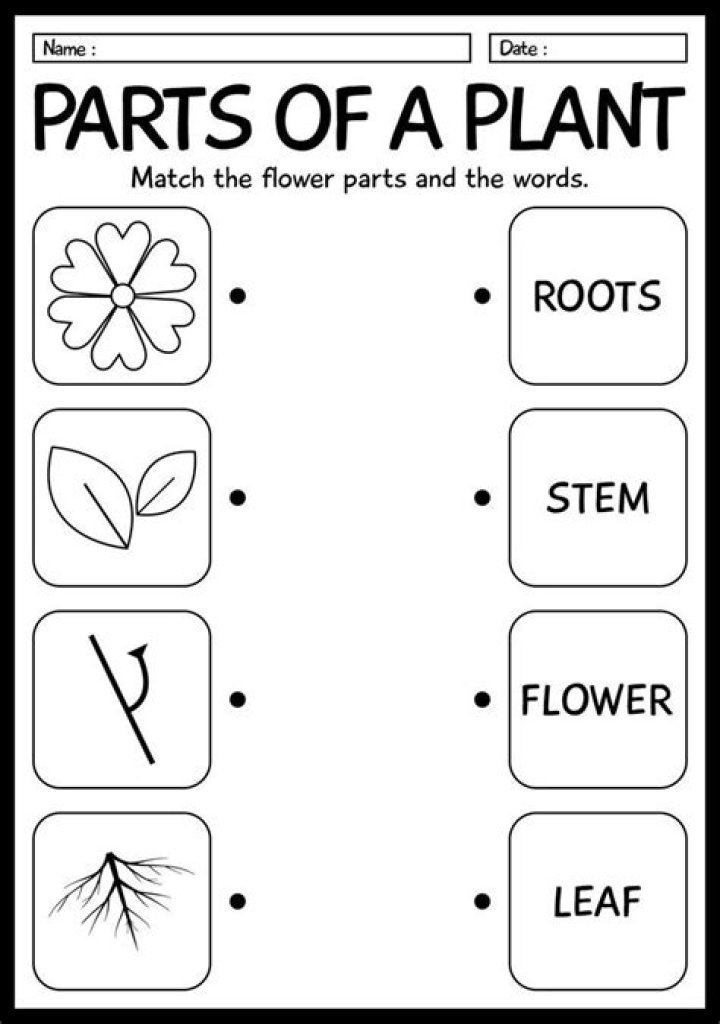 Free Science Worksheets for Kindergarten PDF – Fun Learning Activities