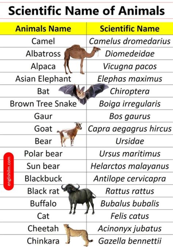 Scientific Name List PDF – Comprehensive Reference for Botanical & Zoological Names
