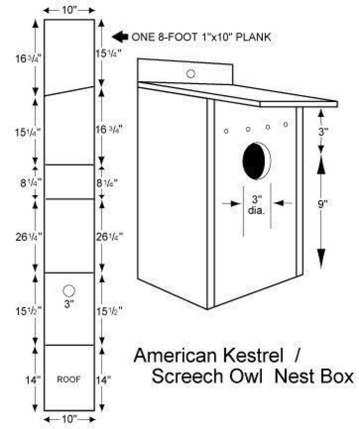 Free Screech Owl House Plans PDF – Build Your Wildlife Shelter