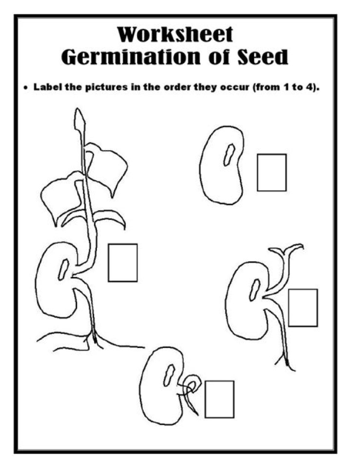 Free Seed Germination Worksheet PDF – Grow Plants from Seed Easily
