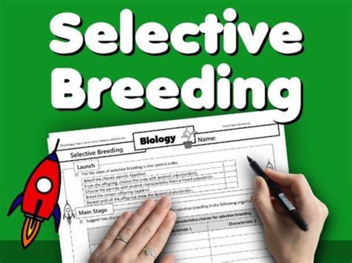 Selective Breeding Worksheet PDF for Agriculture & Genetics