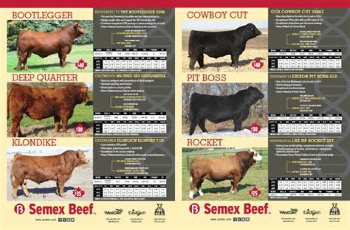 SEMEX Bull List PDF: Official Breeder Registry & Bull Records