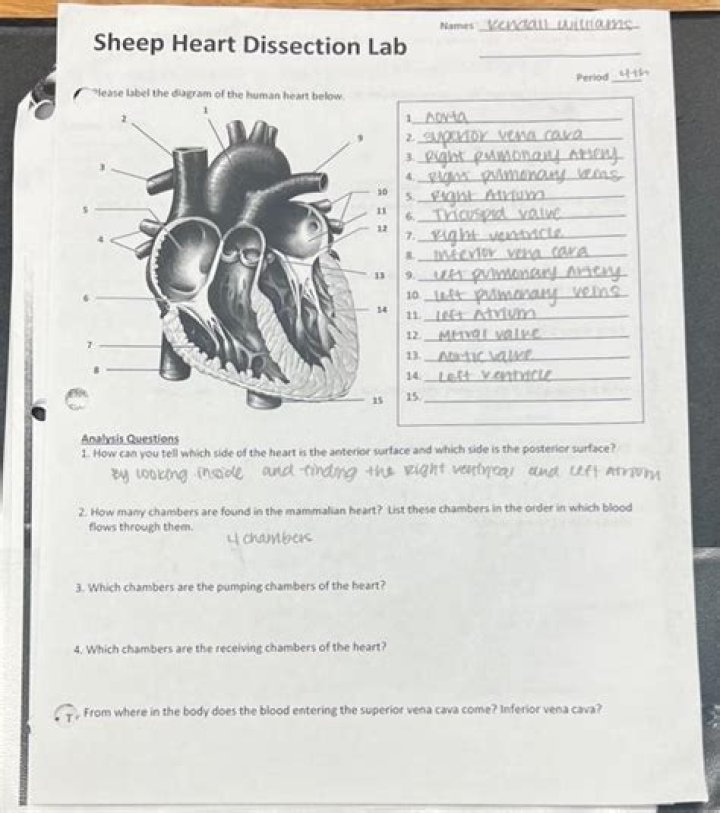 Sheep Eye Dissection Lab Sheet Answers PDF – Step-by-Step Guide