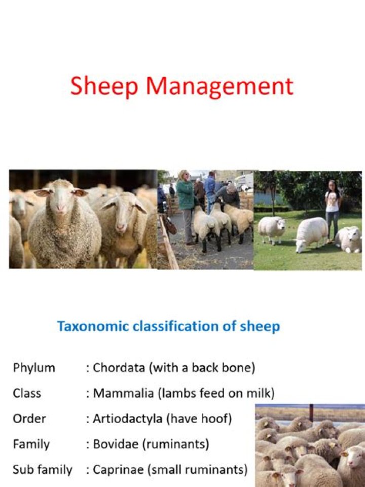 Comprehensive Sheep Management PDF Guide for Farmers