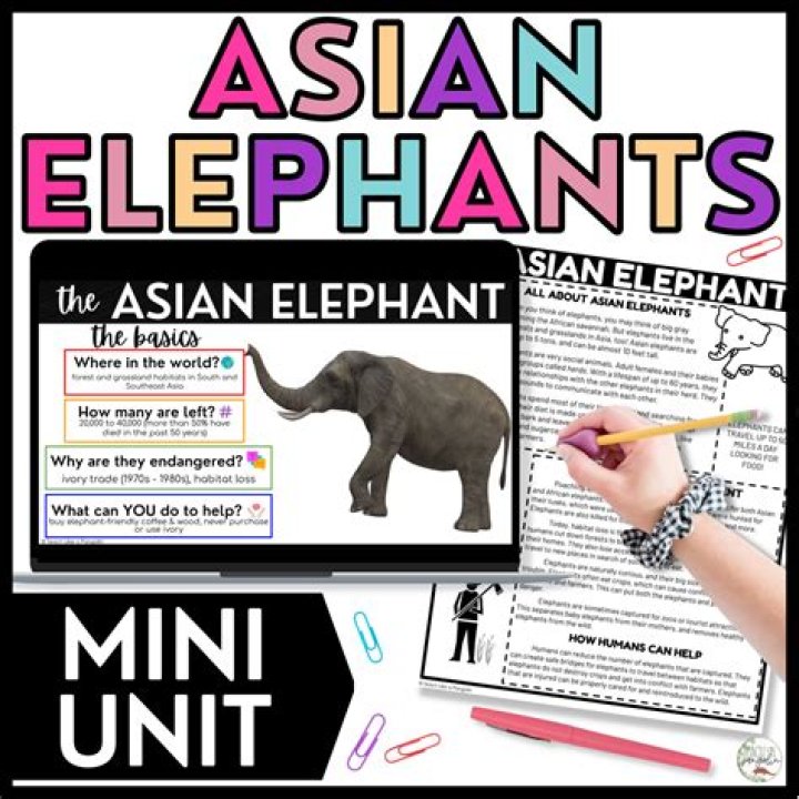 Shooting an Elephant: Common Questions & Answers in PDF Format