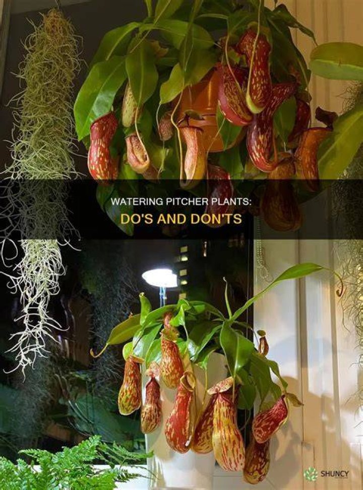 Should I remove dead pitchers from my pitcher plant?