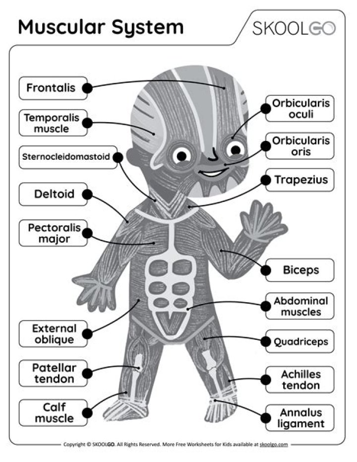 Skeletal and Muscular System Worksheet Answers PDF with Detailed Explanations