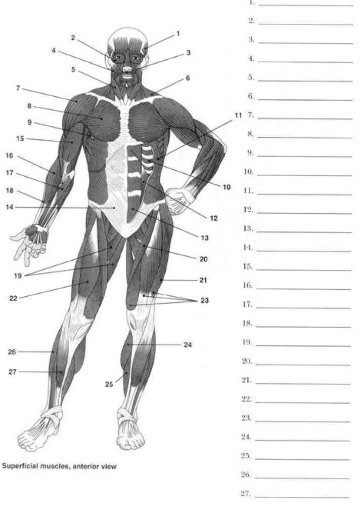 Skeletal and Muscular System Worksheet PDF – Free Printable Study Guide