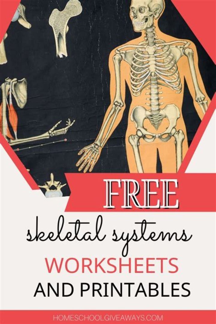 Skeletal System Activity Worksheet PDF: Learn & Test Your Anatomy Knowledge