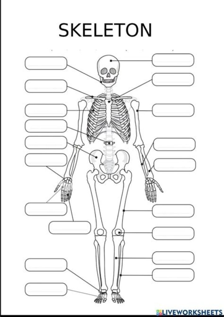 Skeletal System Labeling Worksheet PDF – Perfect for Students & Teachers