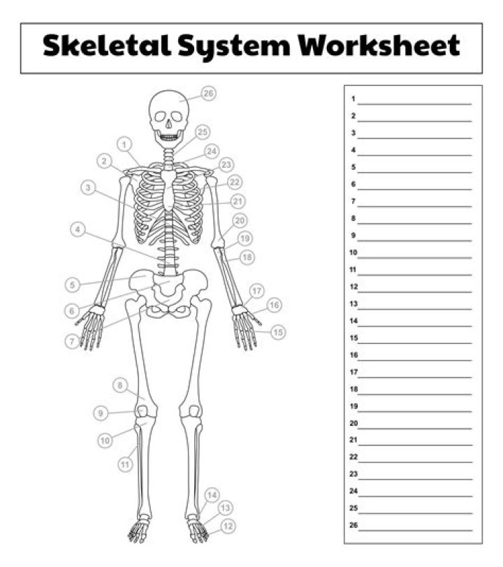 Skeletal System PDF Worksheets for Students & Teachers
