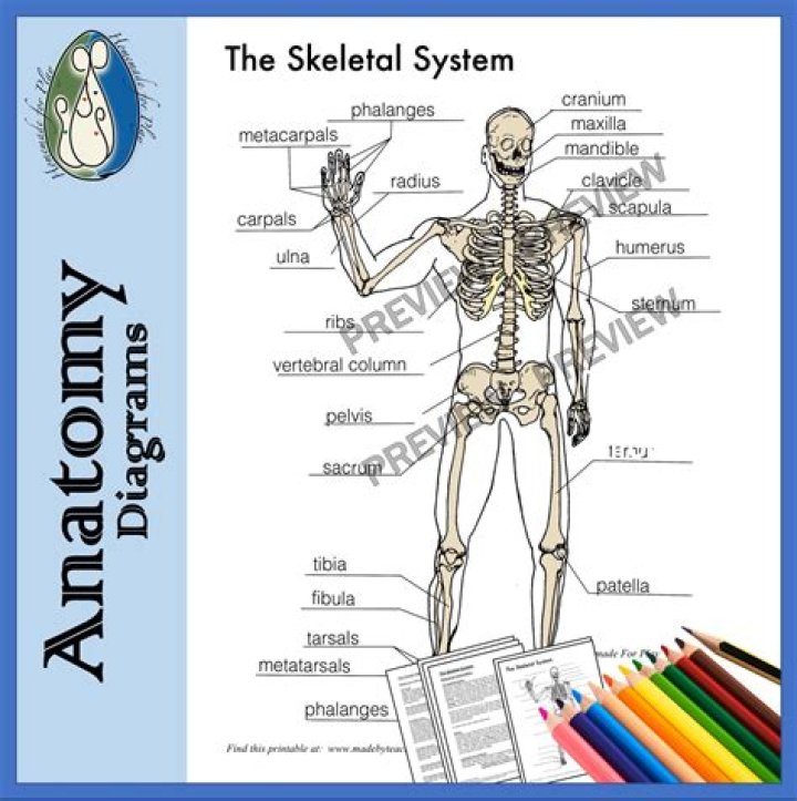 Skeletal System Practice Test PDF: Master Anatomy with Our Free Study Guide