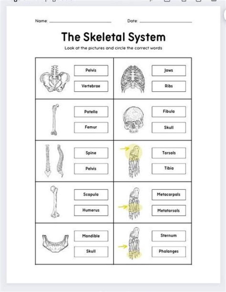 Skeletal System Worksheets PDF: Free Printable Anatomy Studies