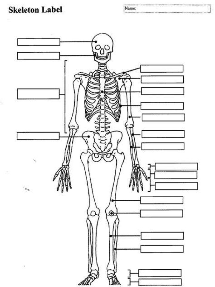 Free Skeleton Labeling Worksheet PDF – Instant Download for Accurate Data Tagging