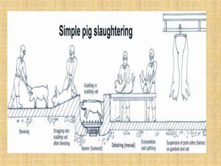 Slaughterhouse Business Plan PDF: Full Operations & Financial Guide