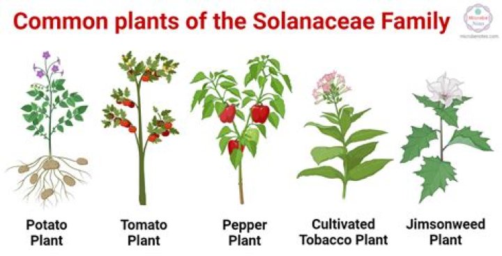 Solanaceae Family Plants List PDF: Complete Guide to Key Vegetables and Ornamentals