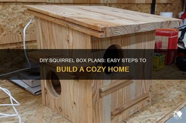Squirrel Box Plans PDF: Build Your Own Wildlife Shelter