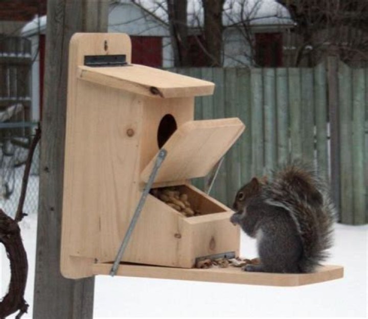Squirrel Feeder Plans PDF: Build Your Own DIY Bird Feeder