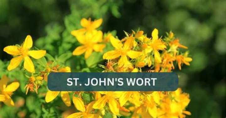 St. John's Wort Drug Interactions: Essential PDF List & Safety Guide