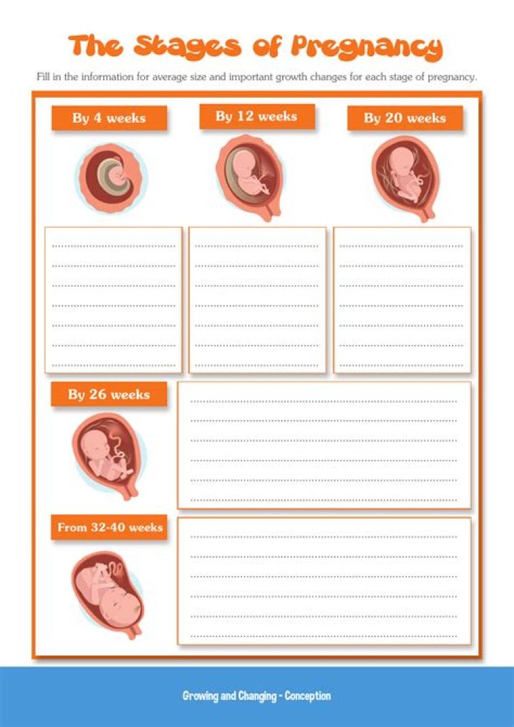 Stages of Pregnancy Worksheet PDF: Track Your Journey with Confidence